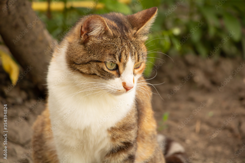 Portrait of a thoughtful cat sitting in the garden