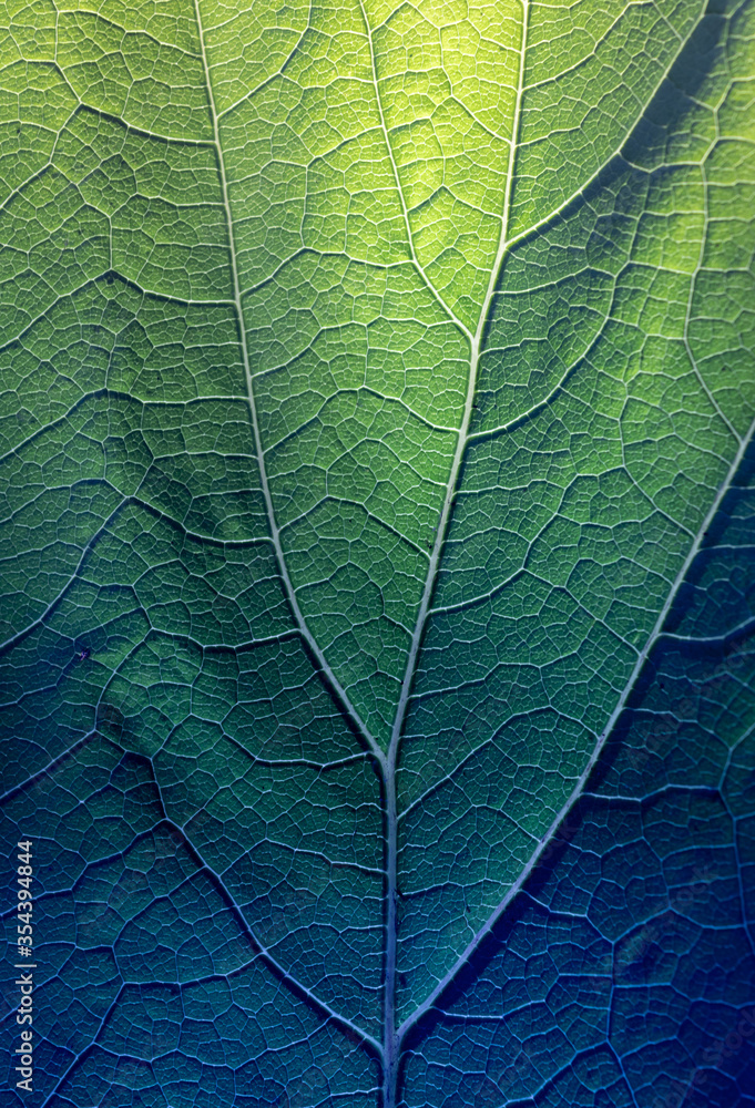 Fototapeta premium Blue to green to yellow fading coloured leaf close up