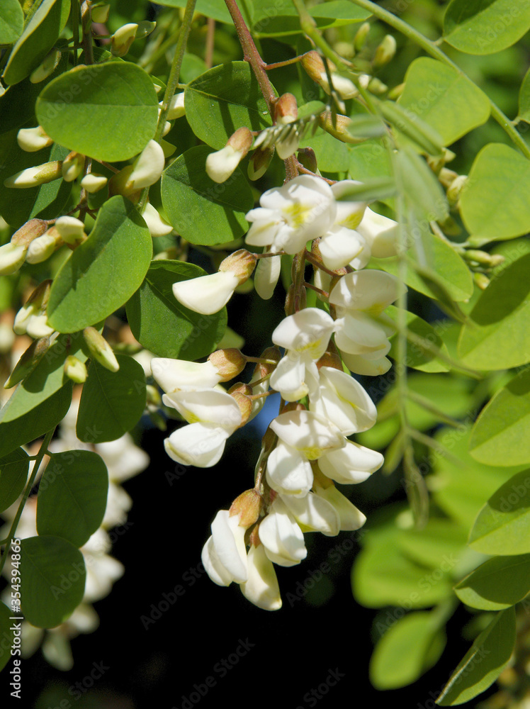 acacia tree with white flowers at spring close up acacia tree with white flowers at spring close up