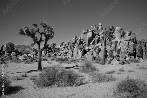 Canvas-taulu Joshua Tree National Park
