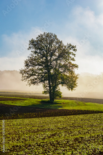 Sonnenaufgang über einem Feld nahe Oelsnitz