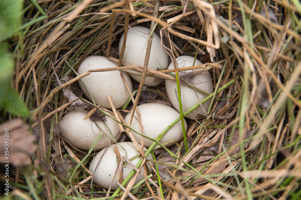 Wild duck nest with eggs. Wild duck nest with eggs.