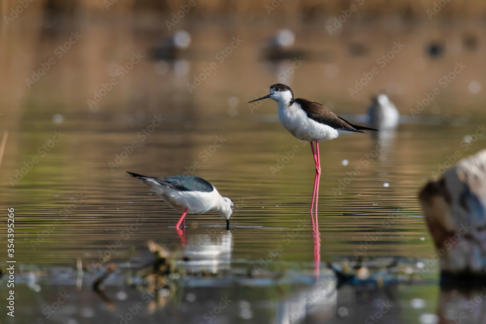 The Black-winged Stilt (Himantopus himantopus) The Black-winged Stilt (Himantopus himantopus)