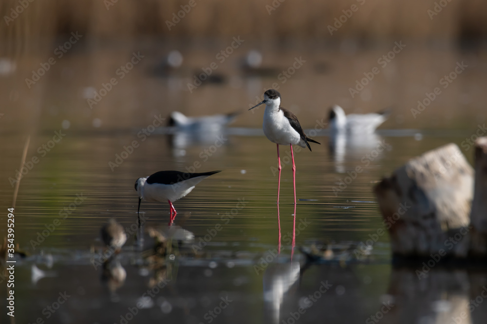 Obraz premium The Black-winged Stilt (Himantopus himantopus)