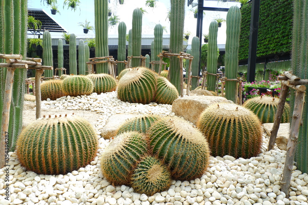 Cactus with thorns, short stem varieties Cactus with thorns, short stem varieties