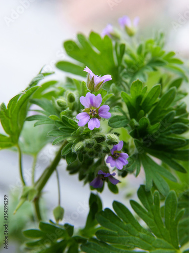 wild plant Geranium pusillum with small lila flowers close uo photo