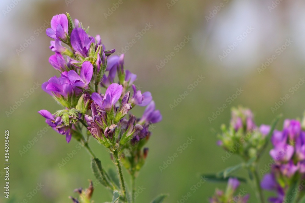 Purple flowers, clover flowers (Omani clover). Purple flowers, clover flowers (Omani clover).