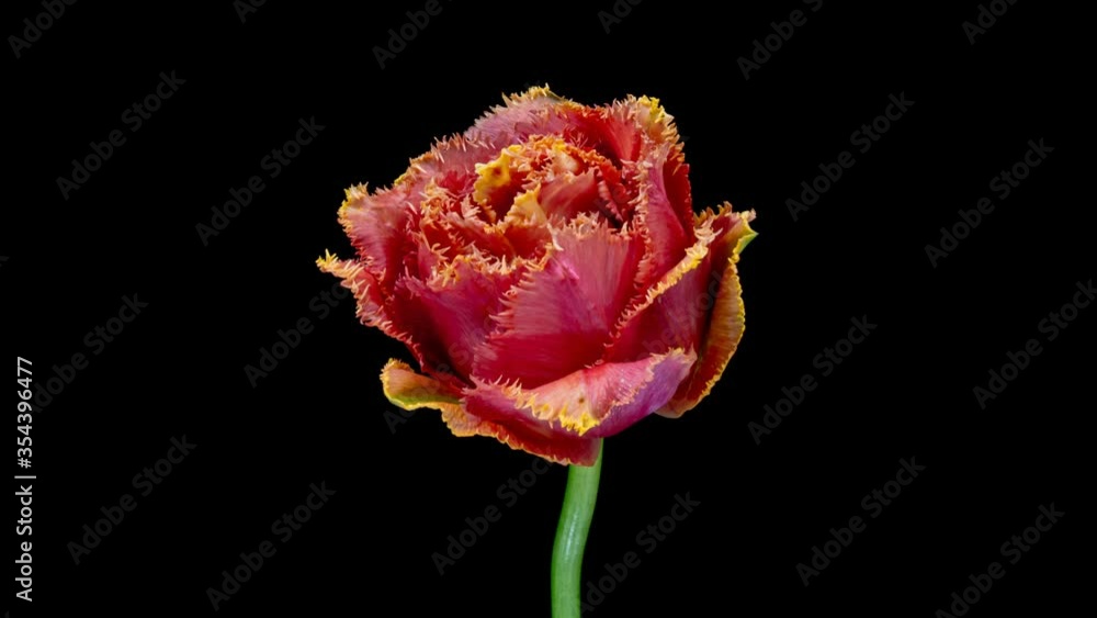 Beautiful pink striped colorful tulip flower blooming on black background. Timelapse. 4K Beautiful pink striped colorful tulip flower blooming on black background. Timelapse. 4K