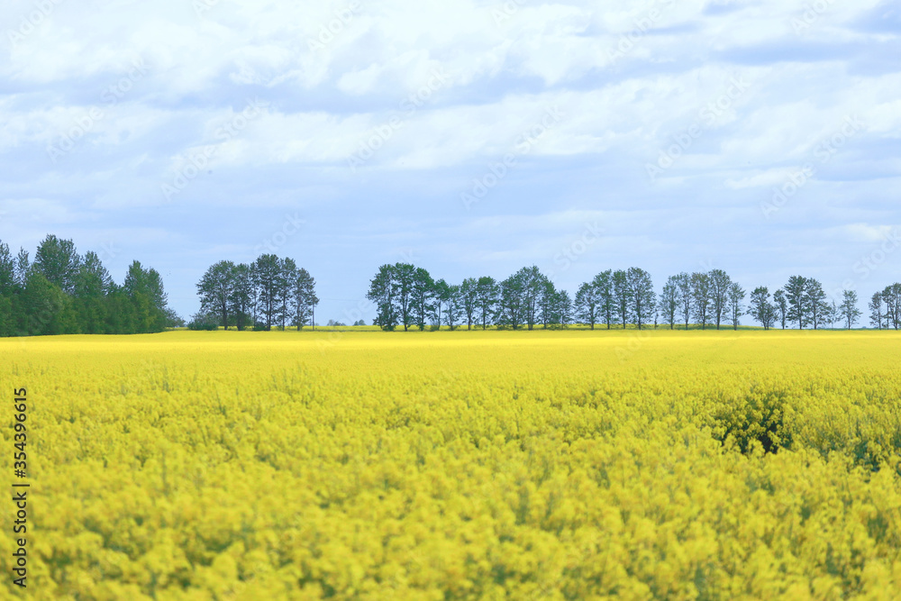 field of rapeseed