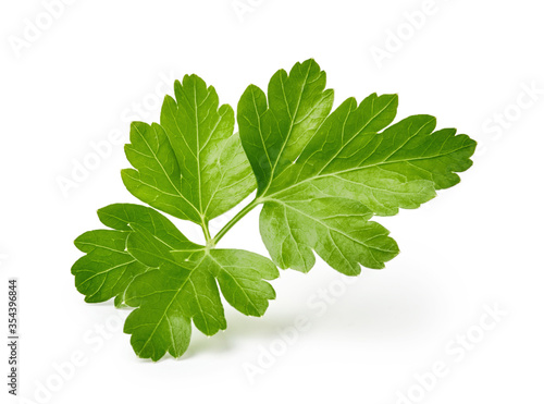 Parsley leaf isolated on white background photo