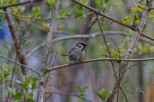 sitting sparrow on a branch