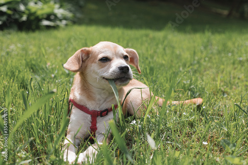 mongrel puppy eats grass