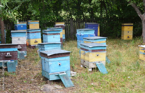 Beekeeping: a large colorful apiary, honey farm with beehives of honey bees in the garden, orchard, near the forest.