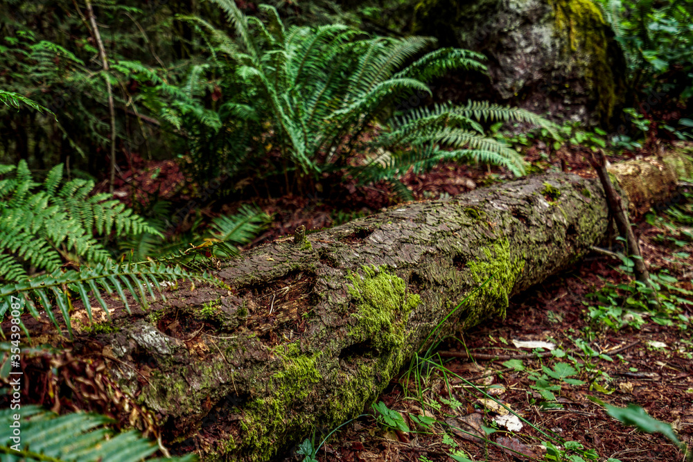 Fototapeta premium tree stump in the forest