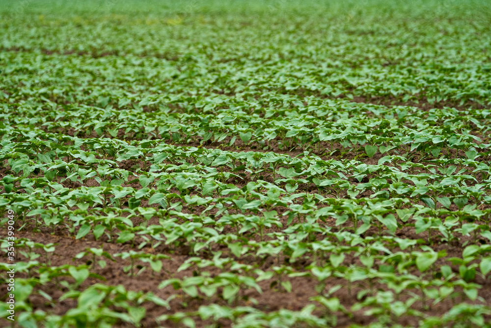 Fototapeta premium Sunflower field, unripe