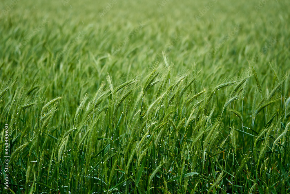 Wheat field in the rain