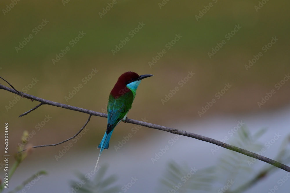 The blue-throated bee-eater (Merops viridis) is a species of bird in the family Meropidae. It is found in Brunei, Cambodia, China, Hong Kong, Indonesia, Laos,bird in the central of Thailand. The blue-throated bee-eater (Merops viridis) is a species of bird in the family Meropidae. It is found in Brunei, Cambodia, China, Hong Kong, Indonesia, Laos,bird in the central of Thailand.