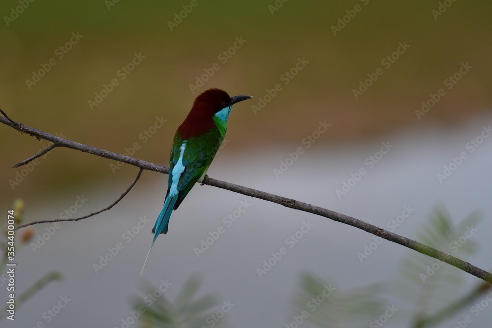 The blue-throated bee-eater (Merops viridis) is a species of bird in the family Meropidae. It is found in Brunei, Cambodia, China, Hong Kong, Indonesia, Laos,bird in the central of Thailand.