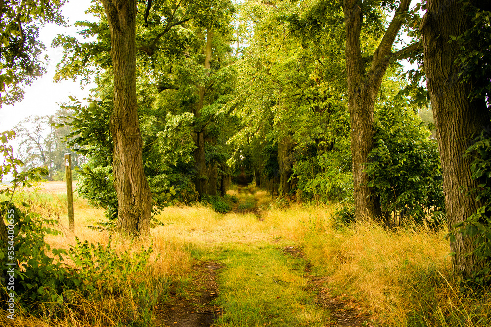 Fototapeta premium Camino en bosque con árboles frondosos