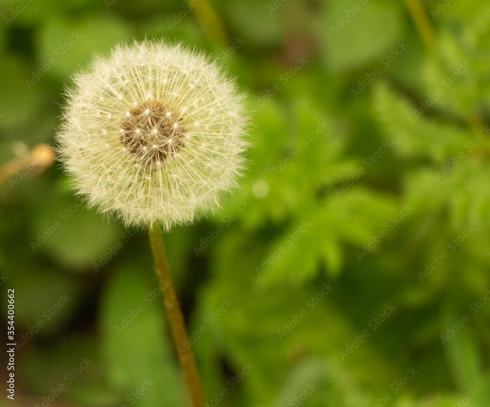 Dandelion puff on grass background close up Dandelion puff on grass background close up