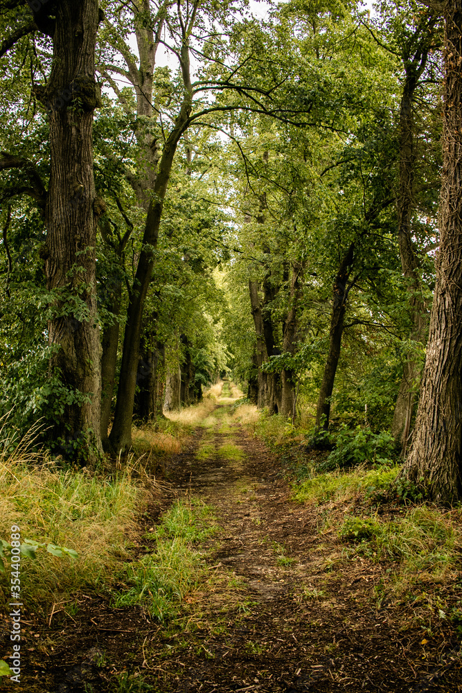 Bosque con estilo casi sobrenatural, árboles muy verdes y frondosos