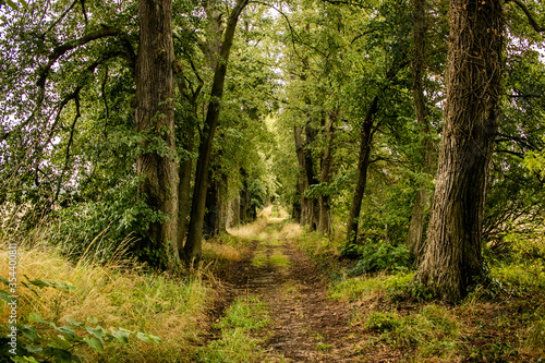 Camino entre árboles de bosque