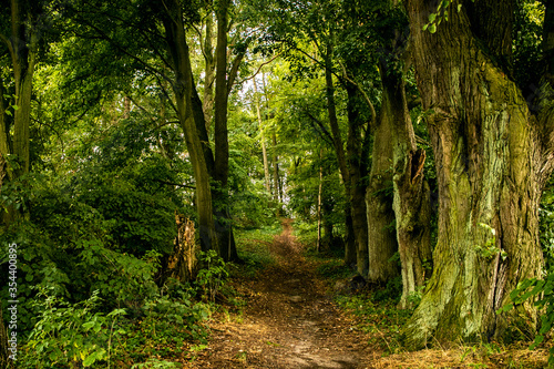 Bosque m  gico con   rboles verdes y frondosos y camino al centro