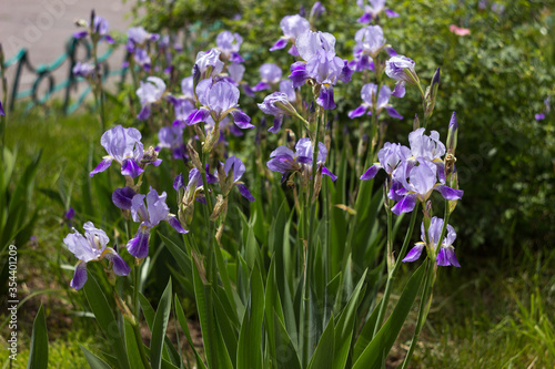 Colorful blue irises on the flowerbed in the garden, blooming beautiful bearded iris flower. Floral background