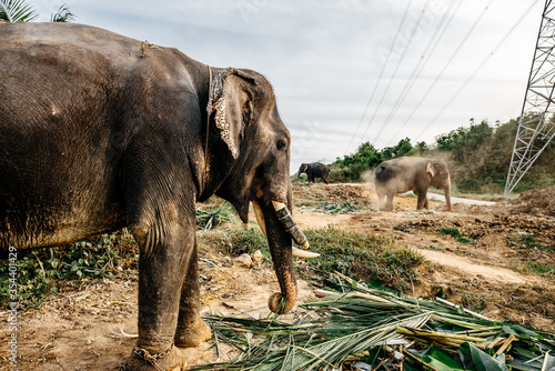 Thailand, 2020: big old elephant eating grass on foreground, while other elephants walking in dust on background