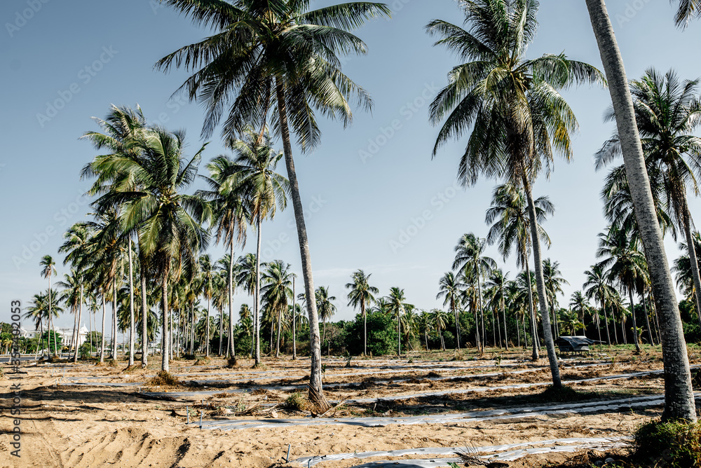 Thailand, 2020: row of wild palm trees, growing on dry cracked dirt with car traces on it