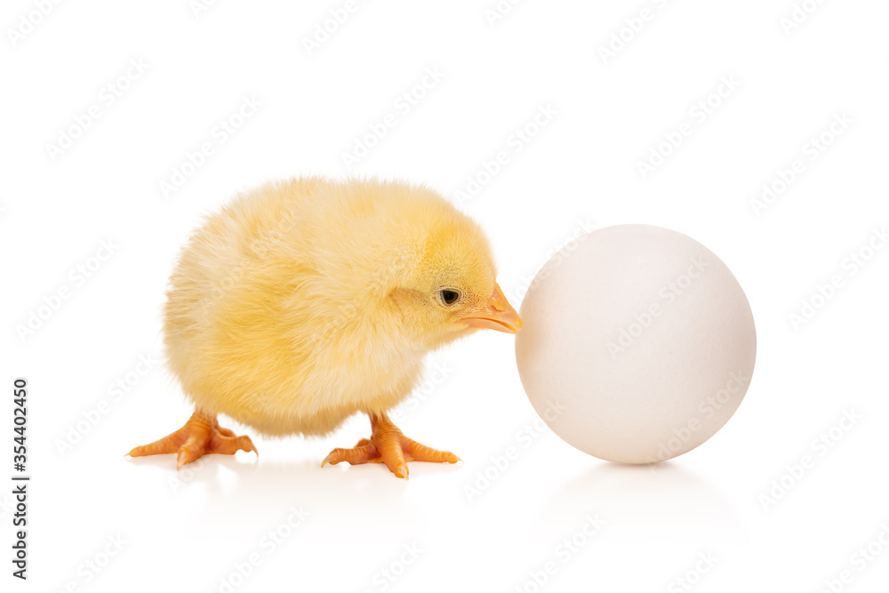 yellow chicken near the egg