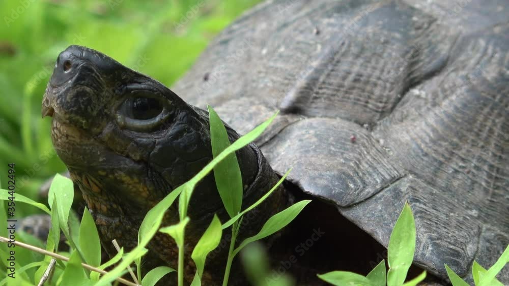 Extreme closeup of the head and face of an endangered wood turtle in a West Virginia forest. Extreme closeup of the head and face of an endangered wood turtle in a West Virginia forest.