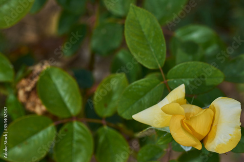 Small yellow and closed rose with some branched in the background © Alfonso