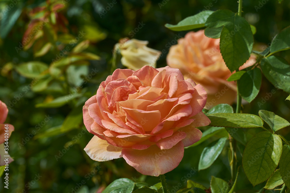 Orange rose with many petals with a green background Orange rose with many petals with a green background
