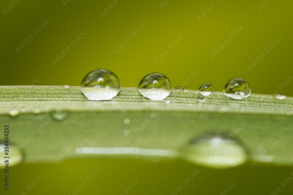 water drops on green grass