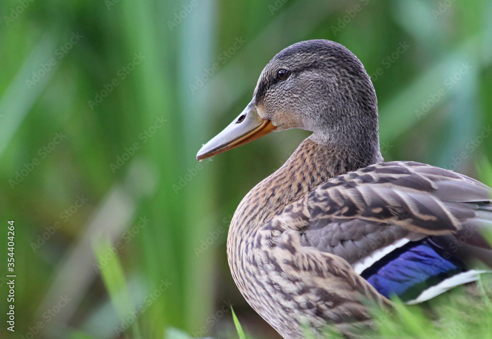 Beautiful wild female mallard duck (Anas platyrhynchos) resting on the grass looking calm and relaxed. Duck cleaning its feathers. Blurry gras in the foreground. Galicia, Spain. Beautiful wild female mallard duck (Anas platyrhynchos) resting on the grass looking calm and relaxed. Duck cleaning its feathers. Blurry gras in the foreground. Galicia, Spain.