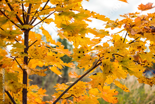 bright yellow leaves trees in autumn forest, cold season