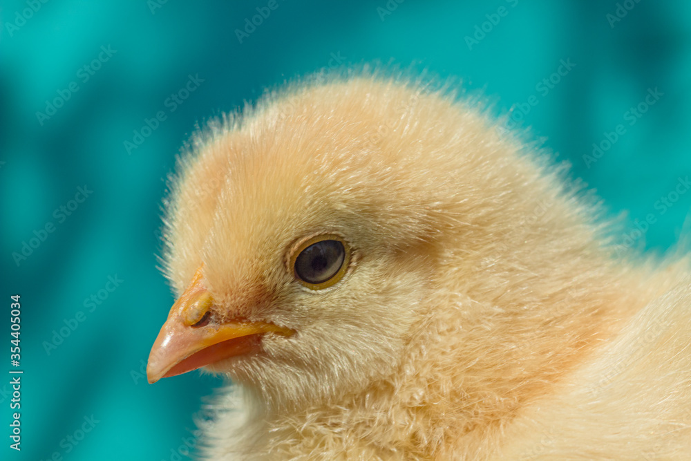 Little baby chicken on blue background close up Little baby chicken on blue background close up