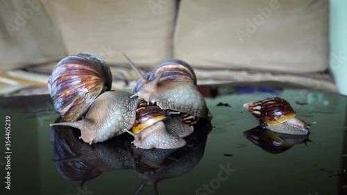 Achatina snail crawls on a mirror table