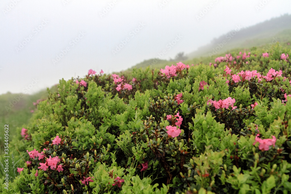 Pink rose rhododendron flowers on summer mountain slope. Hiking travel outdoor concept, The Carpathian Mountains, Chornohora, Ukraine.