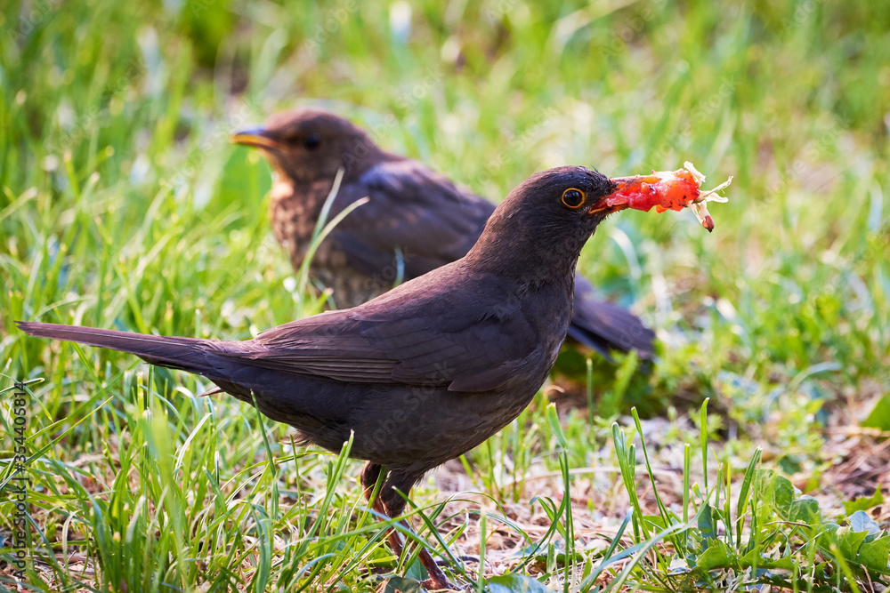 Common blackbird feeding chick with strawberry (Turdus merula)