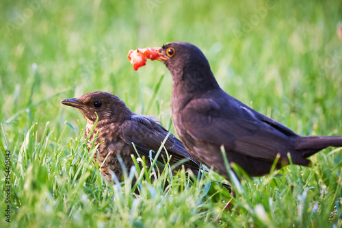 Common blackbird feeding chick with strawberry (Turdus merula)