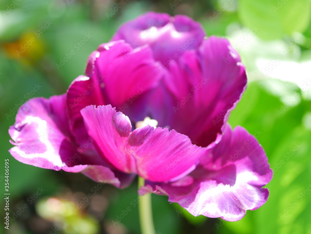 Fototapeta premium Blüte, lila Tulpe, vilolett