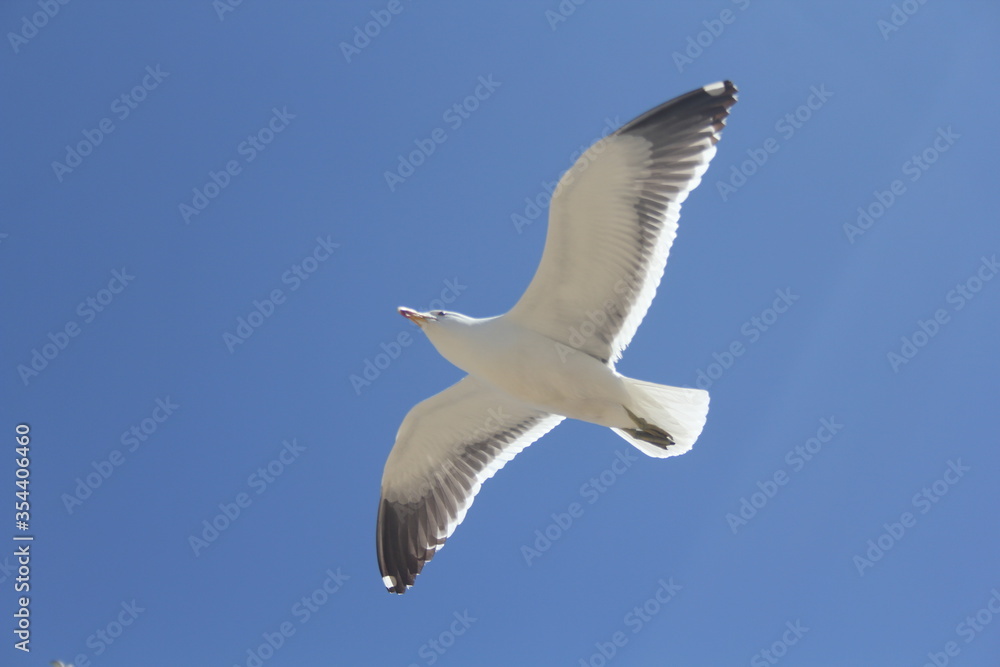 Obraz premium seagull in flight