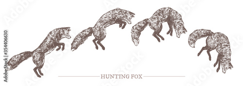 Jumping hunting fox in different motion phases. Sketch hand drawn engraved illustration of predator animal. Monochrome drawing
