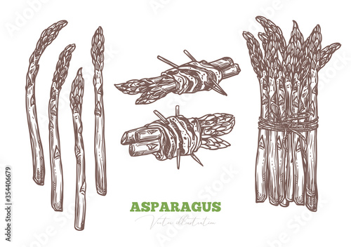 Sketch fresh raw asparagus, isolated, bunch and wrapped in ham meat, bacon or jamon. Organic healthy food and fresh green vegetable appetizer or snack. Vector etching hand drawn illustration