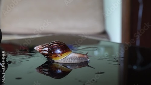 Achatina snail crawls on a mirror table