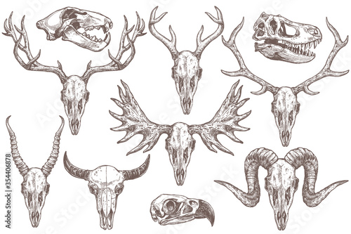 Vector collection of hand drawn animals skulls. Sketch skulls of eagle, dinosaur t-rex, lion, antelope, sheep, deer, elk, moose and buffalo. Engraved set of skeletons