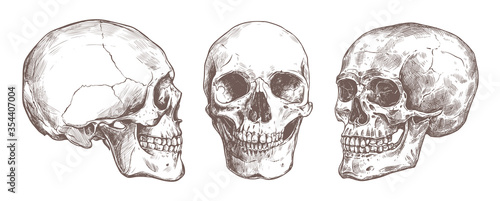 Vector hand drawn human skull set. Anatomical high detailed engraving illustration. Sketch bones of man head