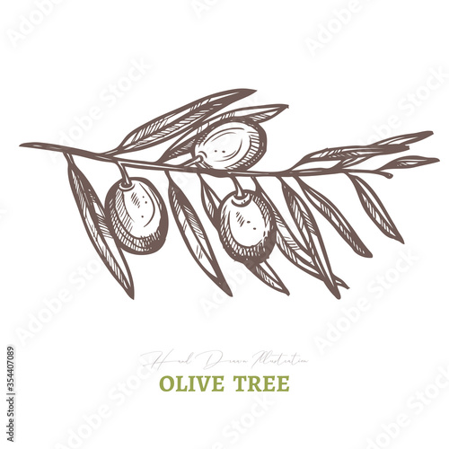 Vector olive tree branch. Mediterranean italian or greek food agriculture ingredient. Hand drawn sketch illustration in etching or engraved style